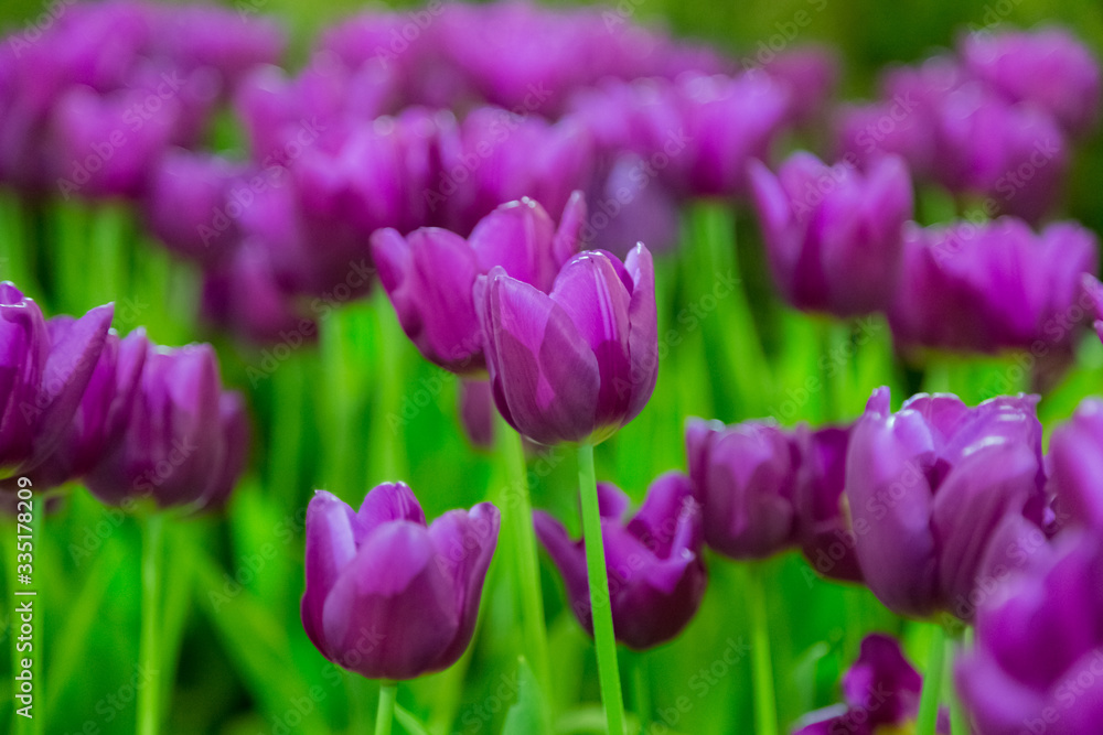 Fototapeta premium Violet Tulip flowers selective focus with green background