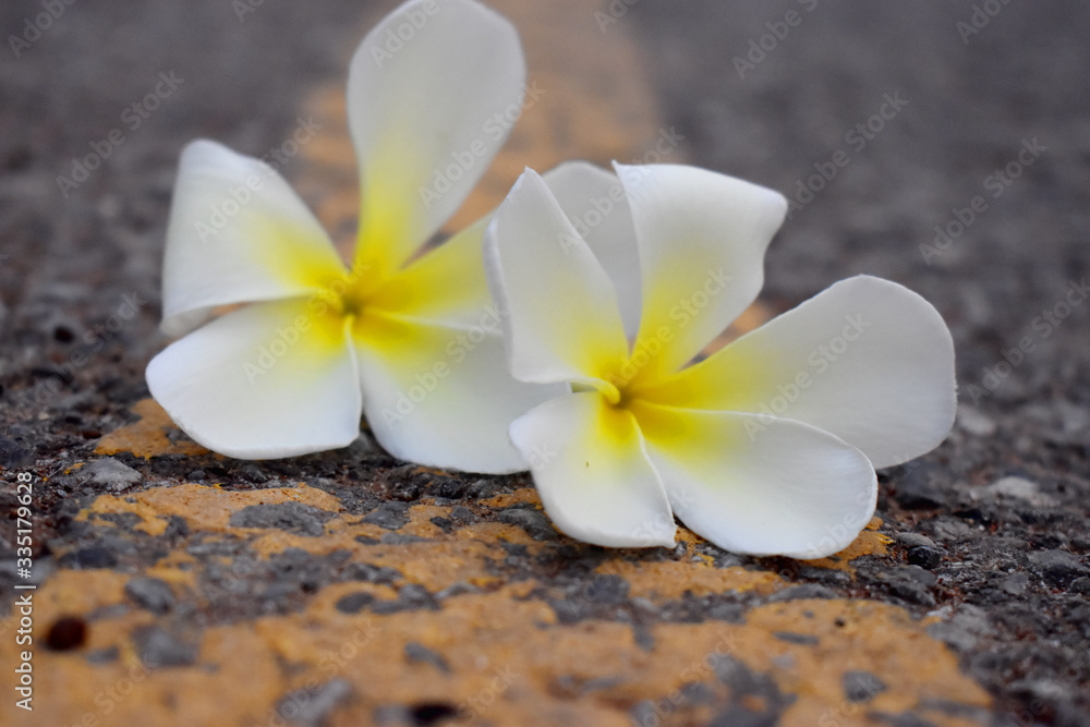 Close-up of white and yellow flower of Plumeria or Frangipani on road with blurred Background Close-up of white and yellow flower of Plumeria or Frangipani on road with blurred Background