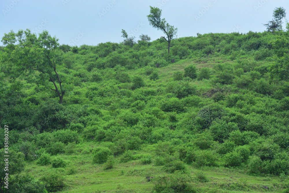 Mountain side with trees and bushes green rainy season background wallpaper India