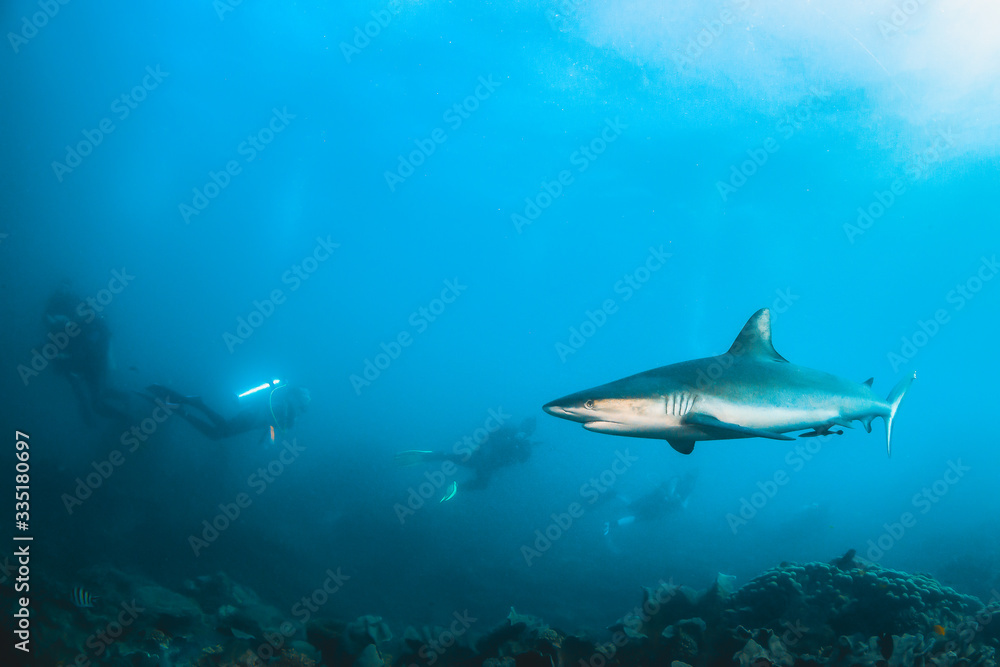 Grey Reef shark swimming in the wild with scuba divers observing in the background