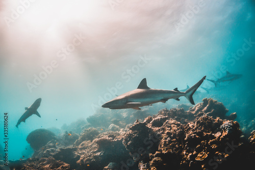 Fotografie, Obraz Grey reef shark swimming among coral reef in the wild