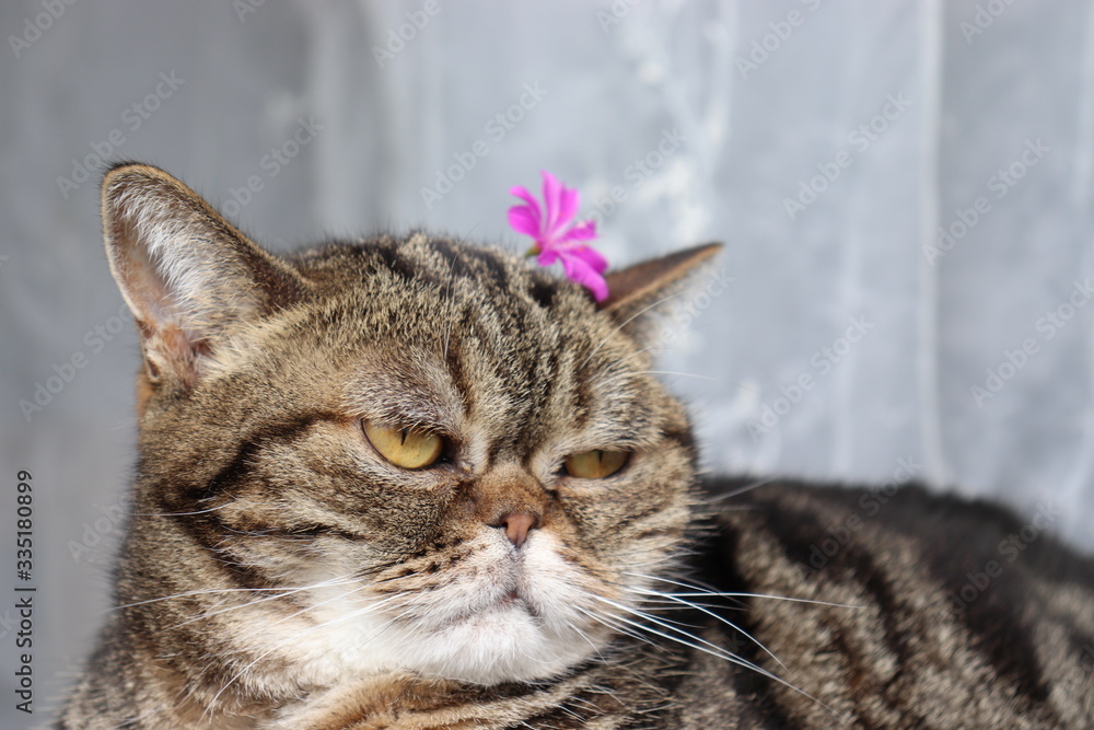 頭にピンクの花を乗せた猫アメリカンショートヘア