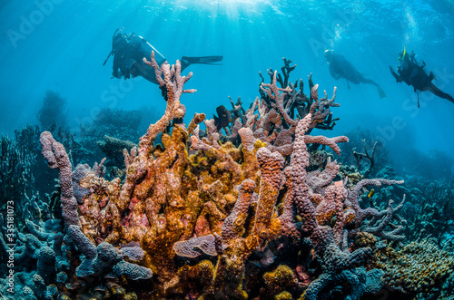 Scuba divers swimming around a colorful coral reef