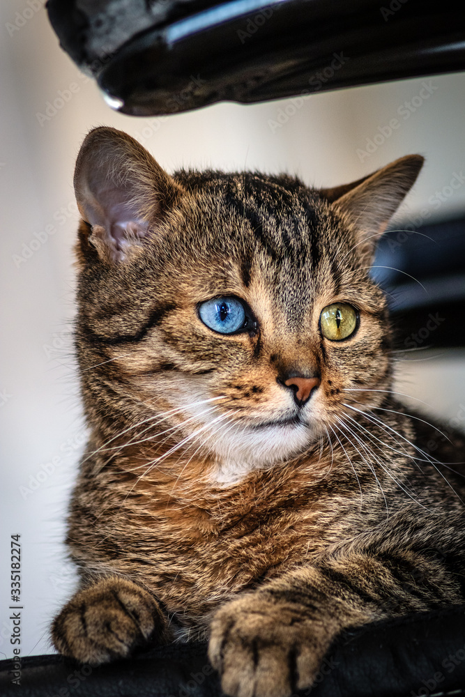 Kleine Katze, Kater, getigert, odd eyed, Portrait, blau, gelb, Blick nach rechts vorn