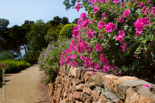 Flowering geranium bush on stone terrace of Cap Roig Botanical Garden
