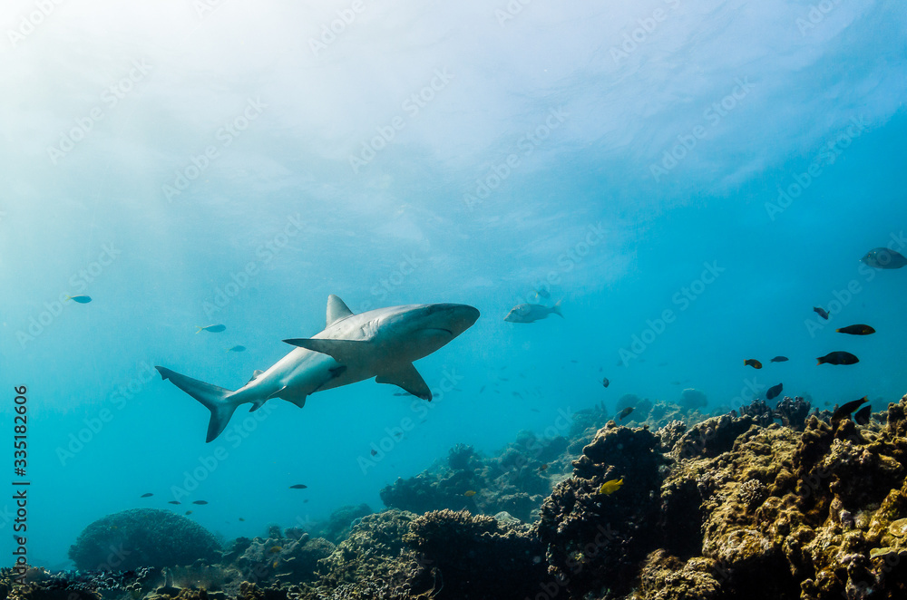 Fototapeta premium Grey reef sharks swimming over hard coral reef