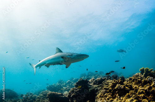 Grey reef sharks swimming over hard coral reef