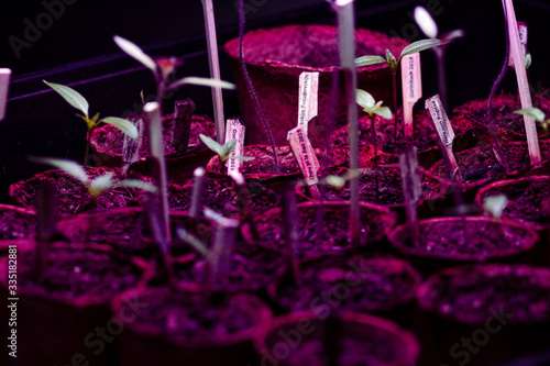 Frisch gekeimte Tomatenpflanzen unter LED-Wachstumslicht, in Torftöpfen mit Beschilderung