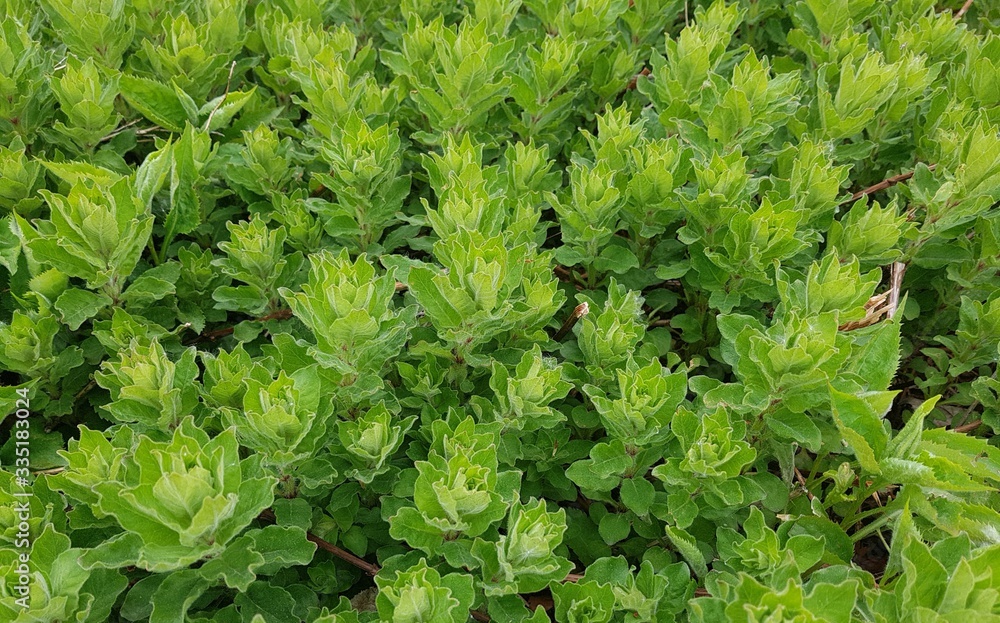 Young green leaves on the branches of bushes and trees in the spring forest Young green leaves on the branches of bushes and trees in the spring forest