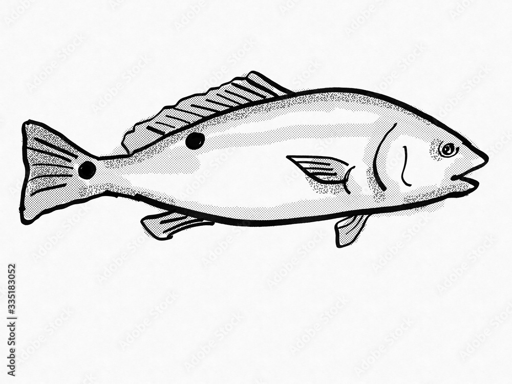 Red Drum South Carolina Inshore Fish Cartoon Retro Drawing Stock