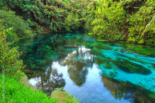 The Blue Spring  a scenic attraction at Te Waihou in the Waikato Region  New Zealand. Native Trees reflected in the crystal clear water