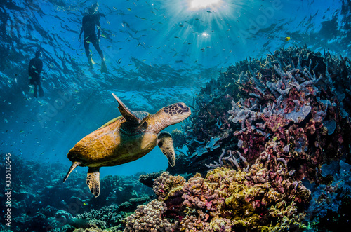Fotografia, Obraz Diver swimming with a green sea turtle in the wild, among colorful coral reef