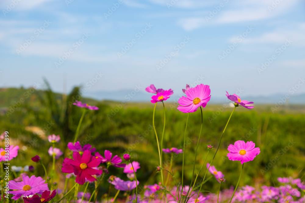 Colorful Pink and red cosmos flowers in the garden Colorful Pink and red cosmos flowers in the garden