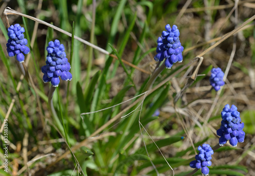 Many blue muscari flowers with green leaves in the grass.