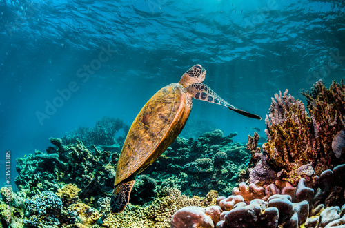 Green sea turtle swimming in the wild among colorful coral reef  photo