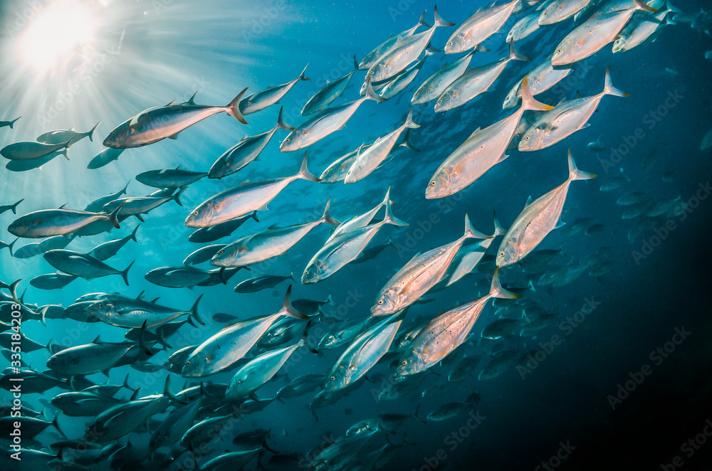 Schooling pelagic fish in crystal clear blue ocean Stock Photo