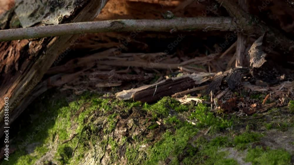 Rotting wood background in woodland area UK 4K Rotting wood background in woodland area UK 4K