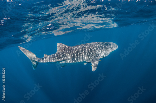 Whale Shark Swimming in Crystal Clear Blue Water