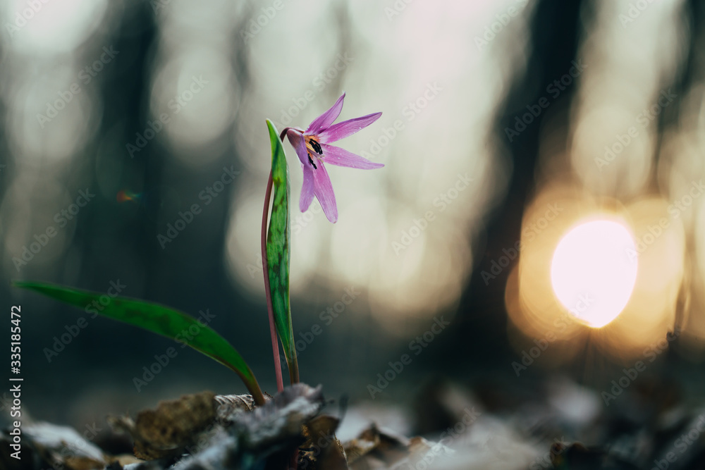 Pink wild flower, Dog's tooth violet or Dogtooth violet, Erythronium dens-canis, pink bloom. Pink wild flower, Dog's tooth violet or Dogtooth violet, Erythronium dens-canis, pink bloom.