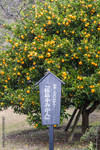 鹿児島県　桜島小みかん