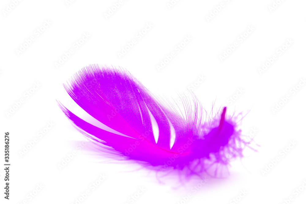 Close up of soft Purple feather isolated on white Close up of soft Purple feather isolated on white