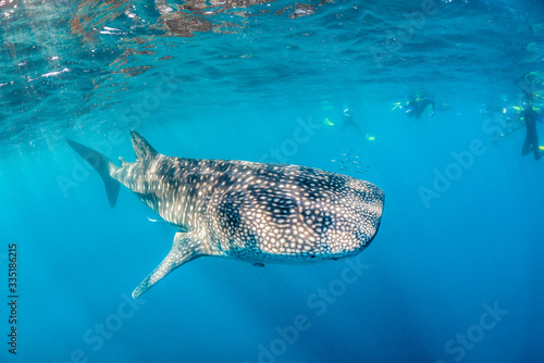 Snorkelers Swimming with a Huge Whale Shark in Crystal Clear Water