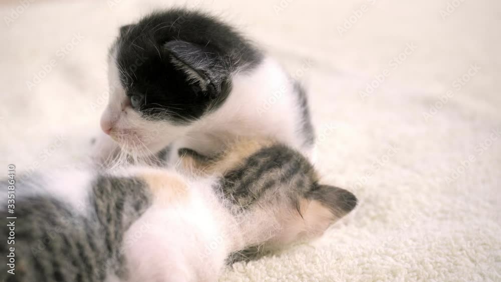 A small newborn kitten sits on a light bedding. He looks at the camera, meows and calls mom A small newborn kitten sits on a light bedding. He looks at the camera, meows and calls mom