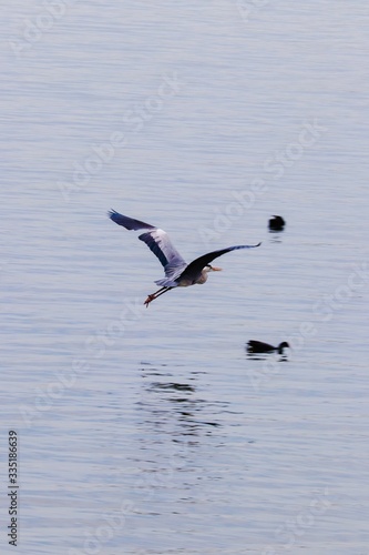 seagull in flight Udaipur bird travelling season at Fateh Sagar Rani road in lake of Udaipur most of the rounding place pichola lake udaisagar lake
