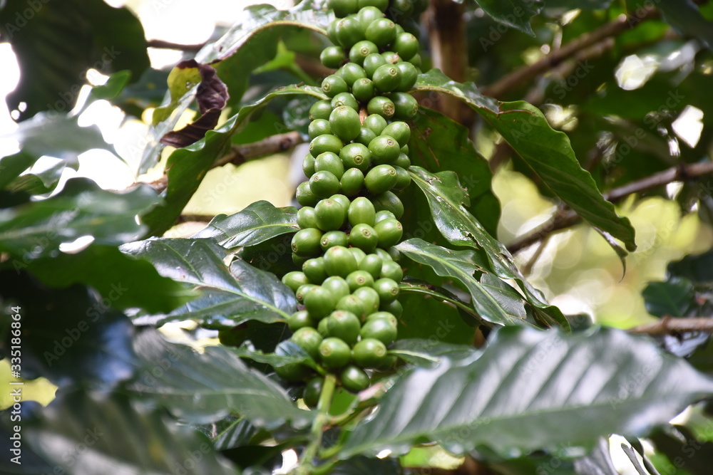 Coffee berries on branch in plantation. Coffee berries on branch in plantation.