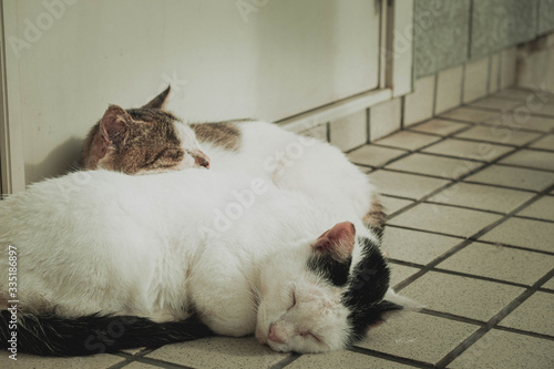 陽だまりの猫