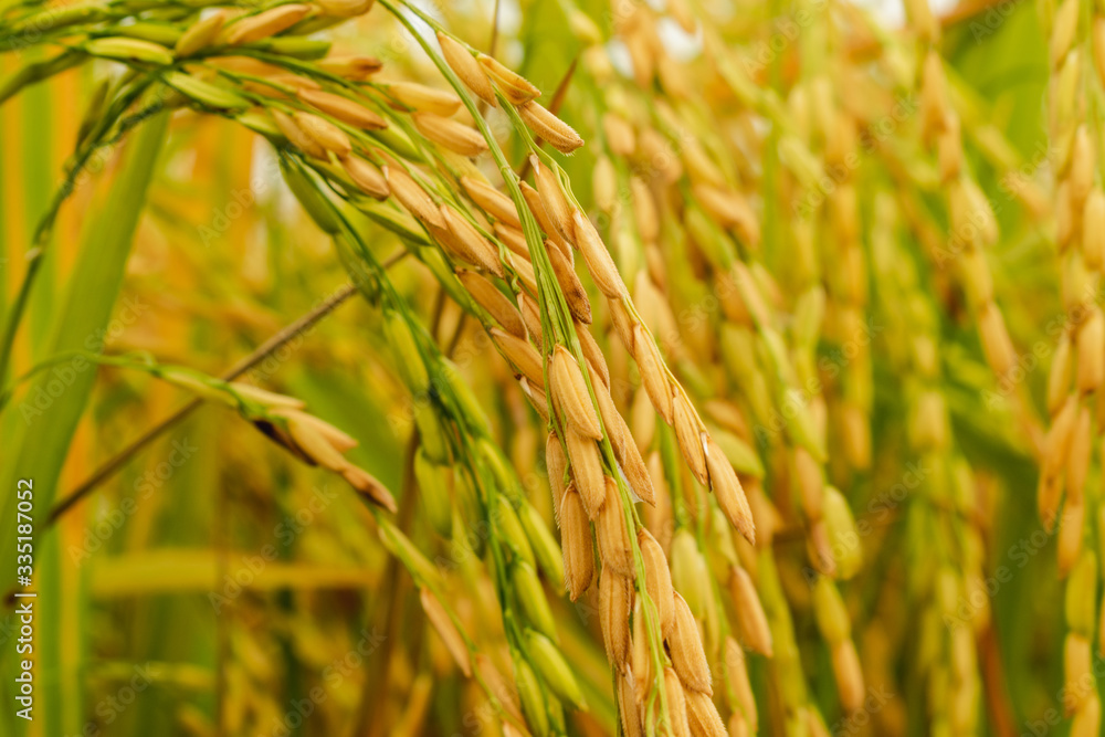 Close-up to thai rice seeds in ear of paddy.Beautiful golden rice field and ear of rice.