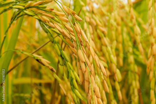 Close-up to thai rice seeds in ear of paddy.Beautiful golden rice field and ear of rice.