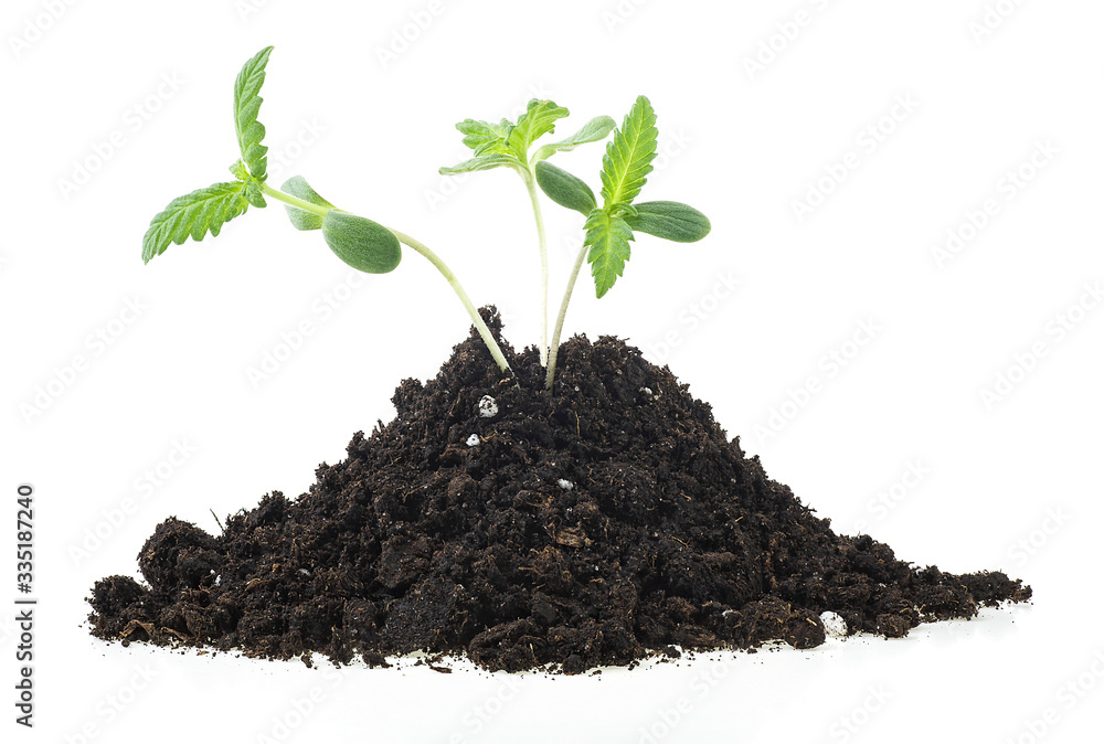Sprouts of hemp cannabis marijuana growing from soil, white background. Sprouts of hemp cannabis marijuana growing from soil, white background.