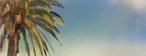 panoramic view on a palm tree in front  of a sunny sky