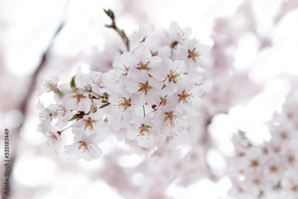 満開の桜 満開の桜