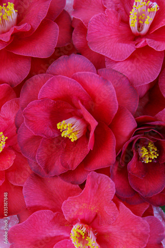 floral background of red camellia flowers. selective focus
