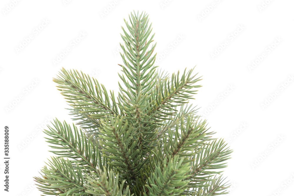 Small pine tree isolated Small pine tree isolated