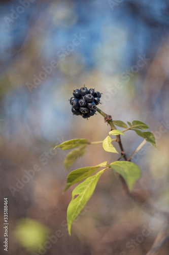 Eleutherococcus sessiliflorus (Eleutherococcus is a genus of 38 species of thorny shrubs and trees in the family Araliaceae.) photo