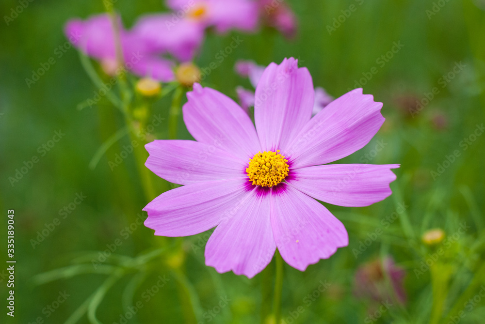 Pinkish red flower stand out beautifully from green leaves background Pinkish red flower stand out beautifully from green leaves background