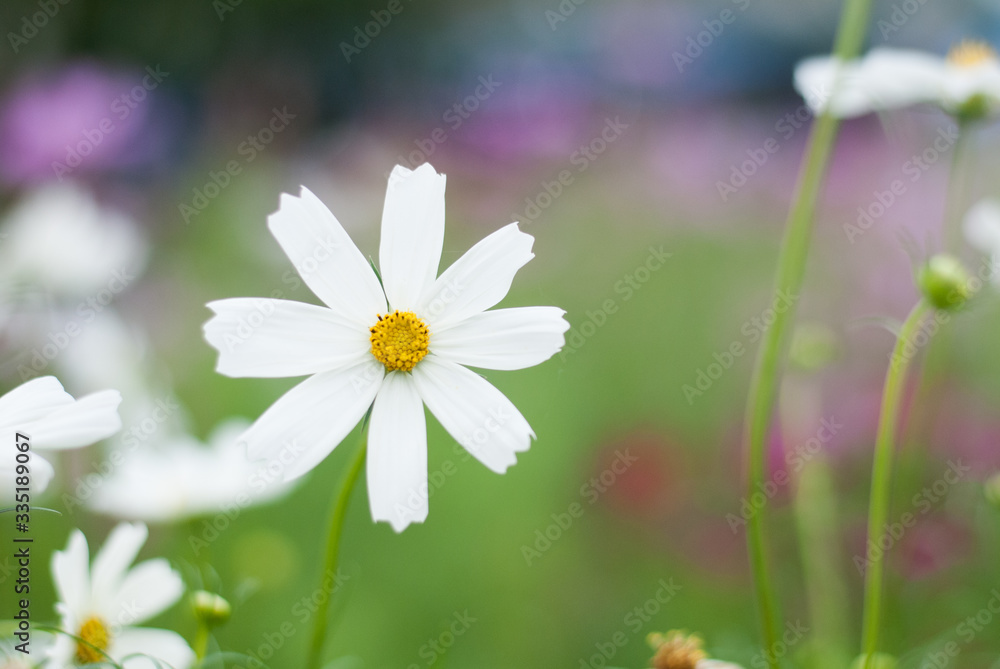 Innocent white flower stand out beautifully from green leaves background Innocent white flower stand out beautifully from green leaves background
