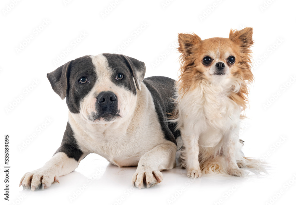 staffordshire bull terrier and chihuahua