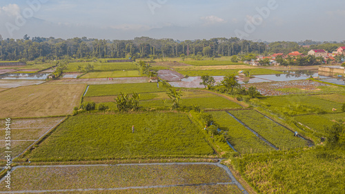 Rice field in the city side in the morning 