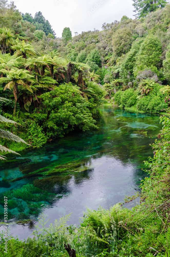 Blue Spring which is located at Te Waihou Walkway,Hamilton New Zealand. It internationally acclaimed supplies around 70% of New Zealand's bottled water because of the pure water. Blue Spring which is located at Te Waihou Walkway,Hamilton New Zealand. It internationally acclaimed supplies around 70% of New Zealand's bottled water because of the pure water.