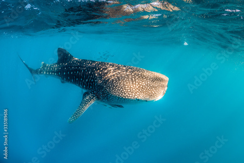 Whale Shark Swimming in Clear Blue Water in the Wild