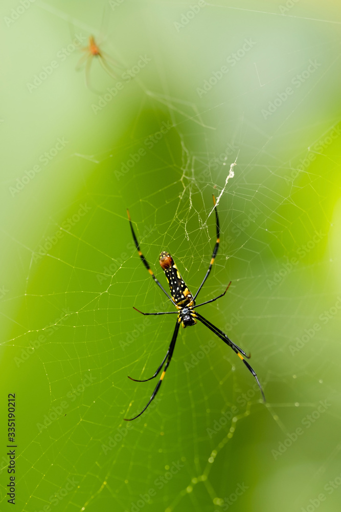 Close-up shot of big spider on a web. Green background. Wildlife nature of insects. Detail macro picture. Close-up shot of big spider on a web. Green background. Wildlife nature of insects. Detail macro picture.