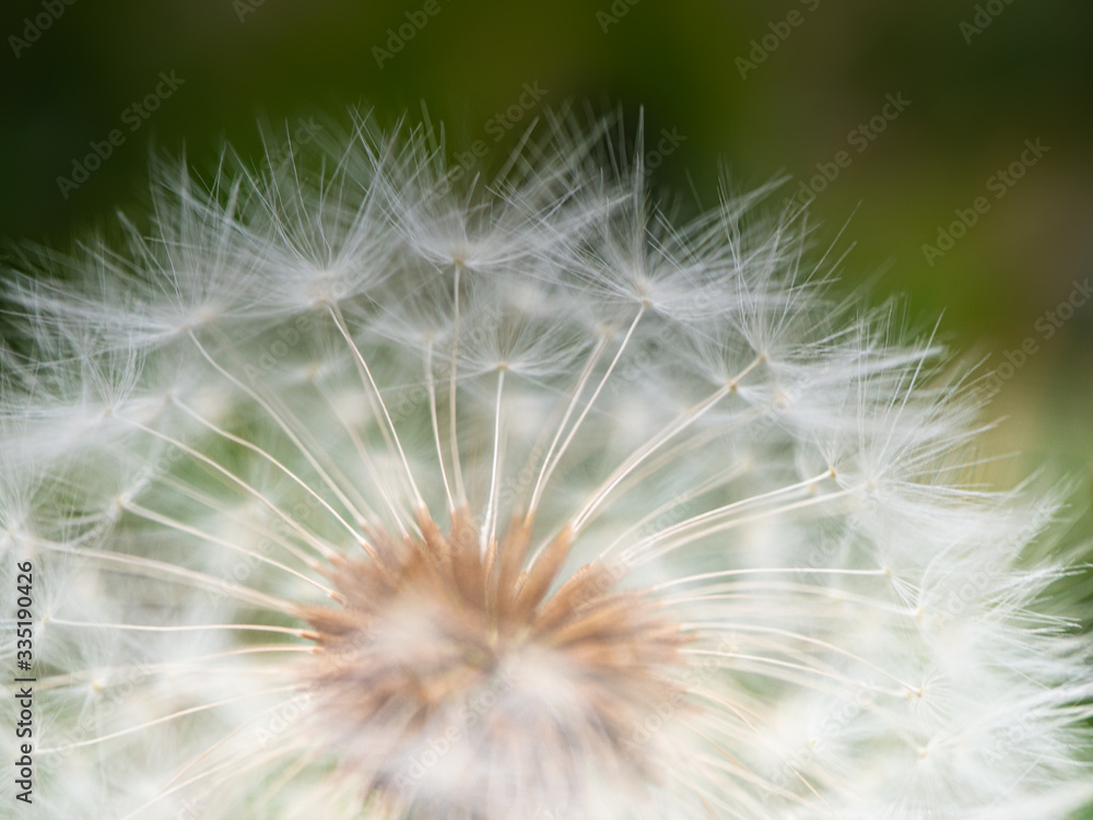 Close up of a dandelion flower