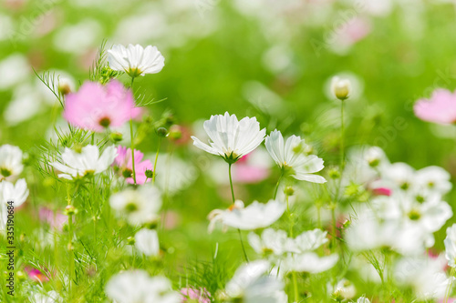 Cosmos flower in garden
