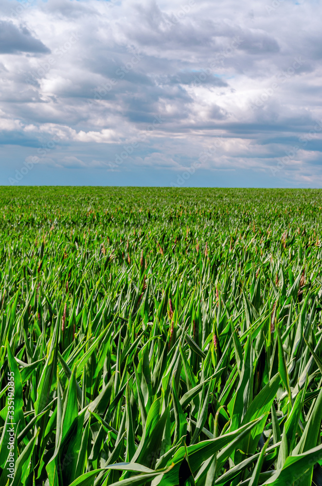 Young and beautiful corn on a background of blue sky. Young and beautiful corn on a background of blue sky.