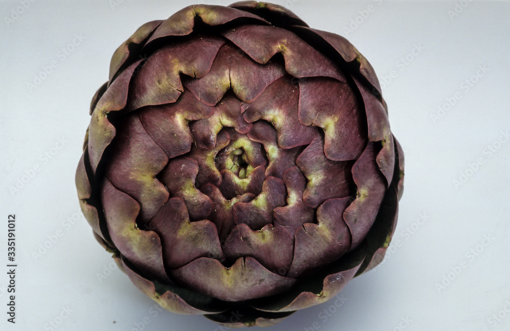 Fototapeta premium Artichaut, variete Viola, Cynara scolymus