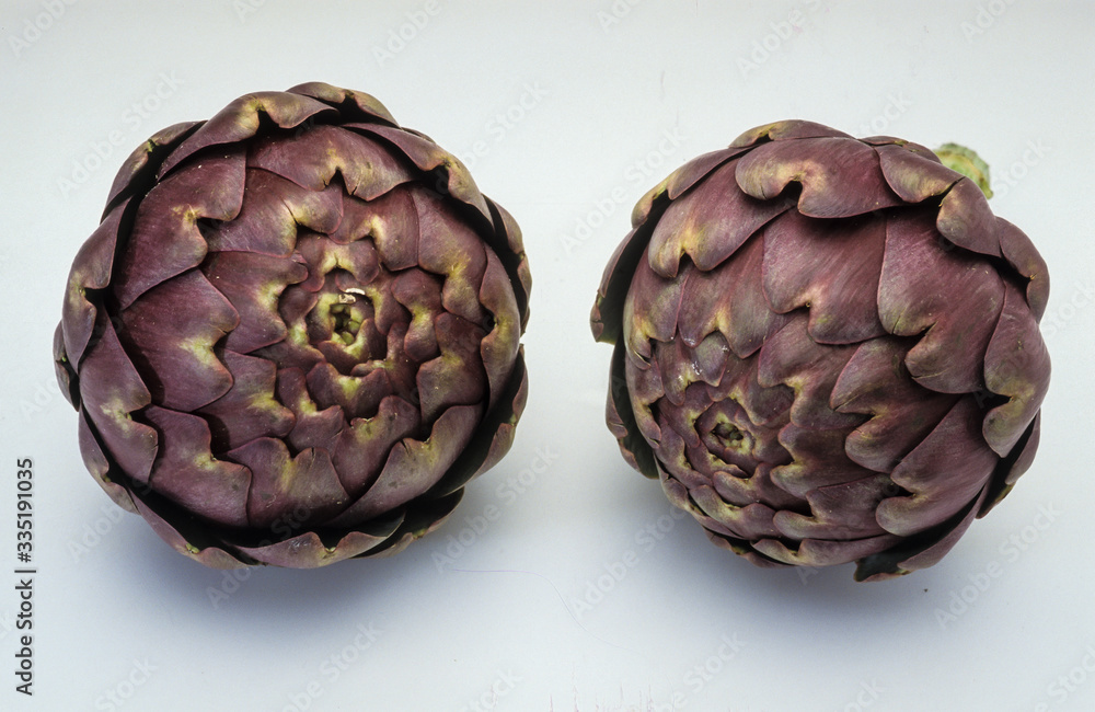 Fototapeta premium Artichaut, variete Viola, Cynara scolymus